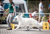 Biały Owczarek Szwajcarski - Shira Alpen Angel
